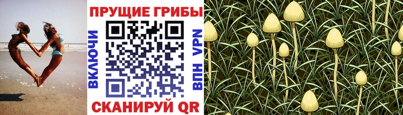 купить наркотики цена  Алупка  Галлюциногенные грибы ЛСД 